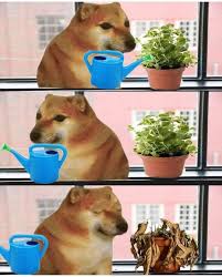 meme de plantas