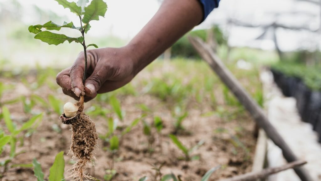 Mano que sostiene un árbol pequeño listo para plantar