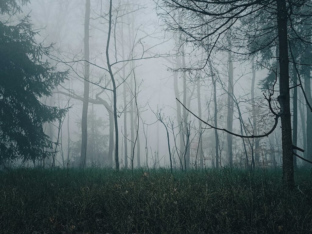 Bosque cubierto de niebla