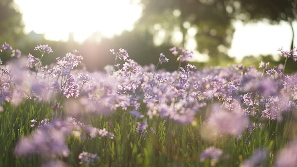 Campo de flores lilas