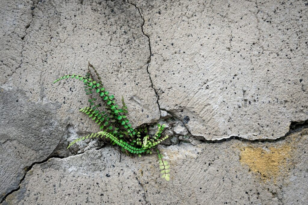 Planta verde que crece en una grieta de un muro de concreto